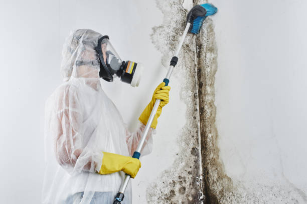 Professional Mold Removal in Whitesboro, AL