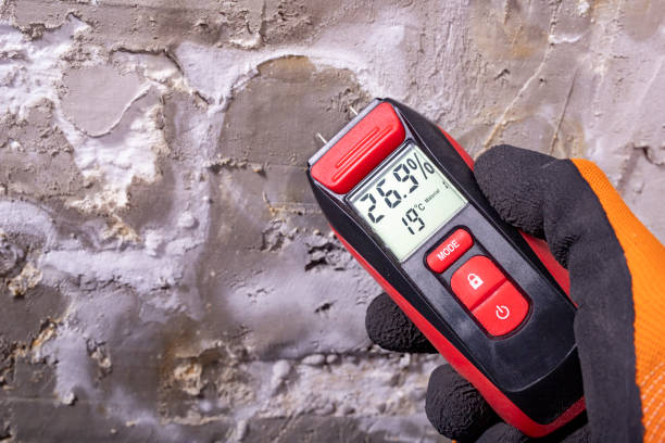 Best Mold Damage Repair  in Whitesboro, AL